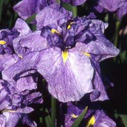 Japanese water Iris 'Dainagon'